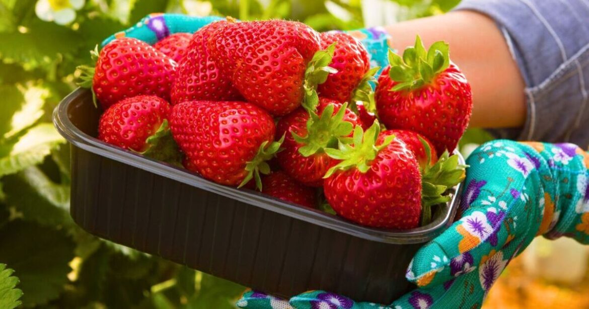 Anyone who loves growing strawberries urged to do a quick job before winter ends