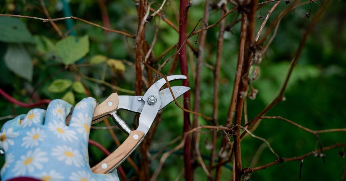 The 6 plants that should be pruned now for better spring growth