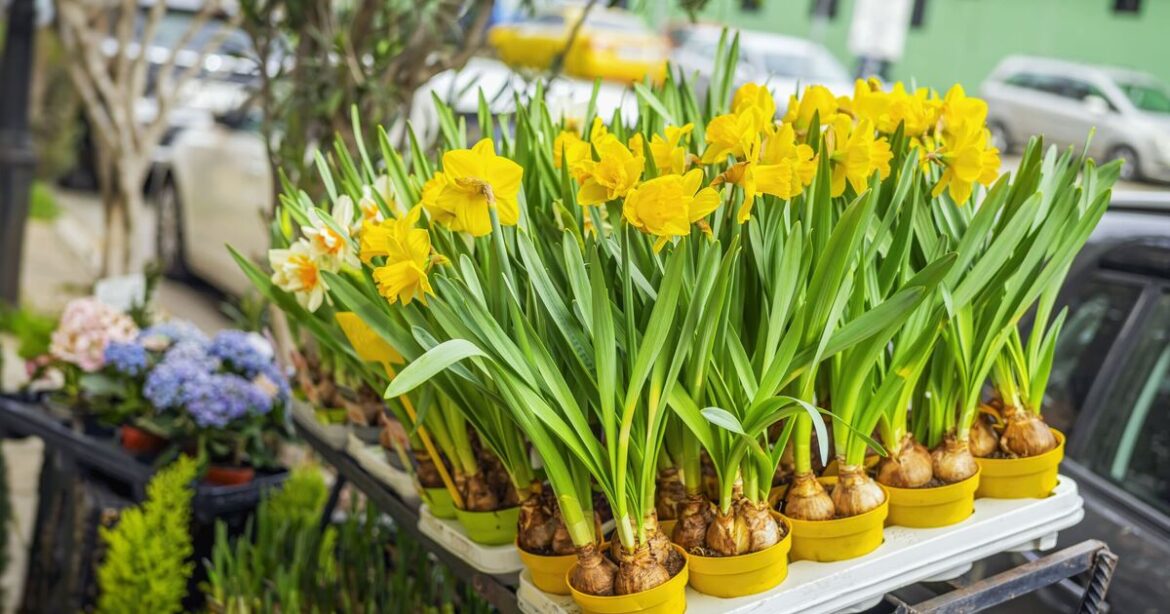 Three seeds that need to be planted now for a beautiful spring garden Three seeds that need to be planted now for a beautiful spring garden