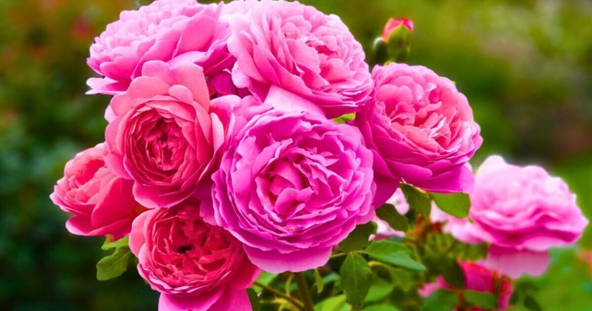 Roses will be flush with flowers if you do gardener’s 5-minute job now