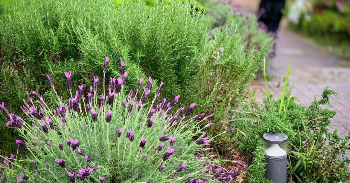 5 low maintenance garden plants that will 'thrive' with little effort