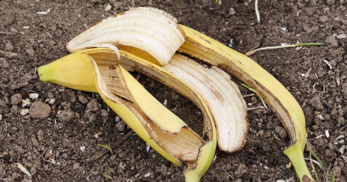 UK households urged to put banana skins in gardens in January