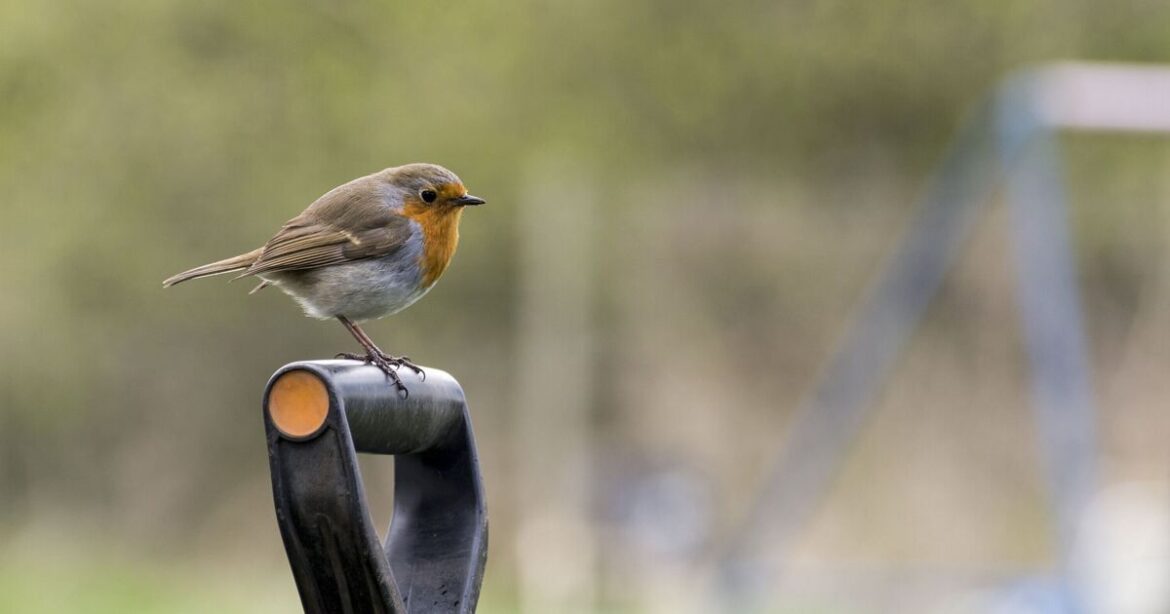 How to get robins to come back to your garden again by doing 1 simple task