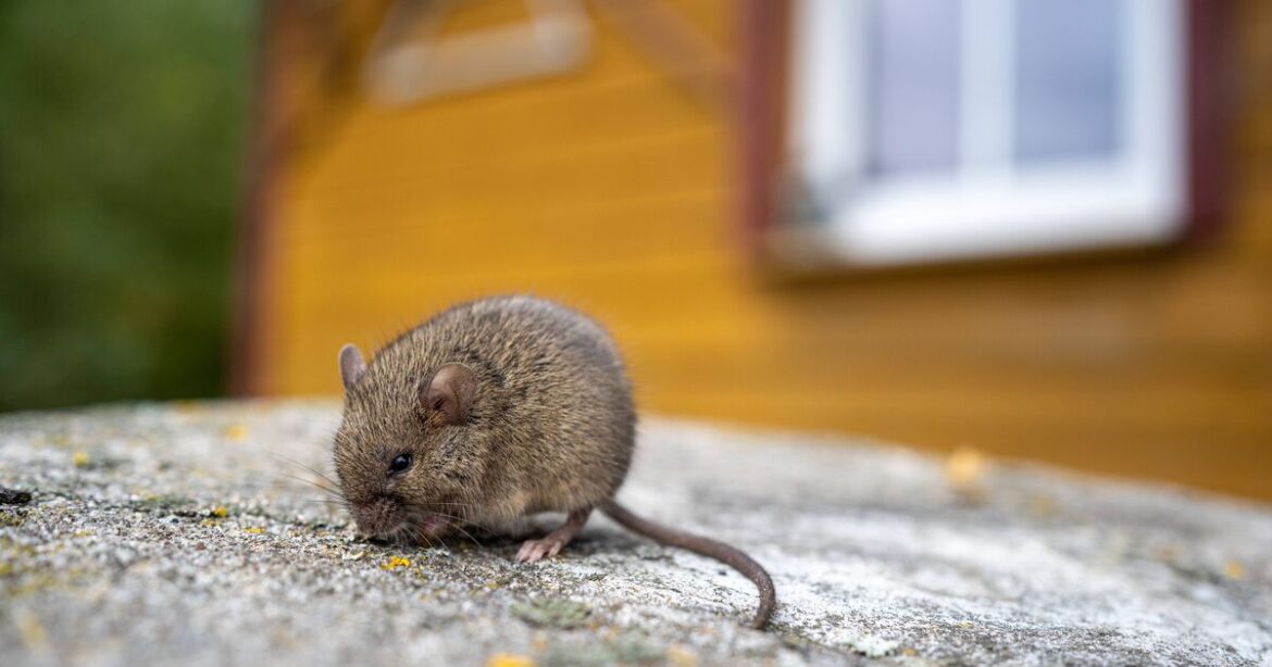 Garden mistake that could be inviting mice and rats