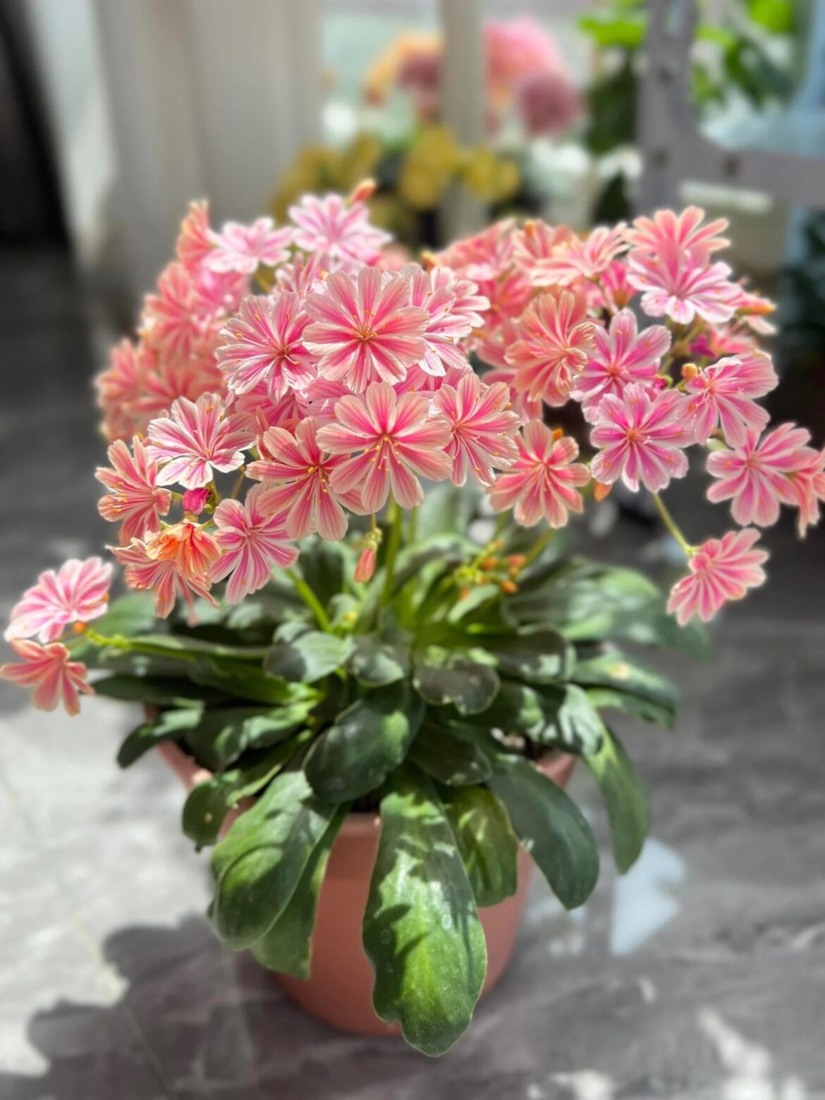 Lewisias in bloom