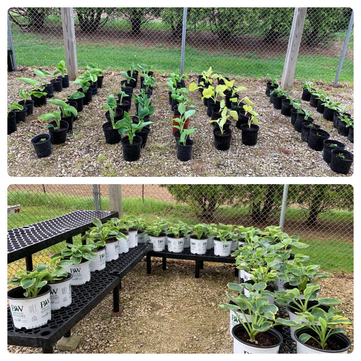 Planted 8 varieties of Hostas today and it was a blast