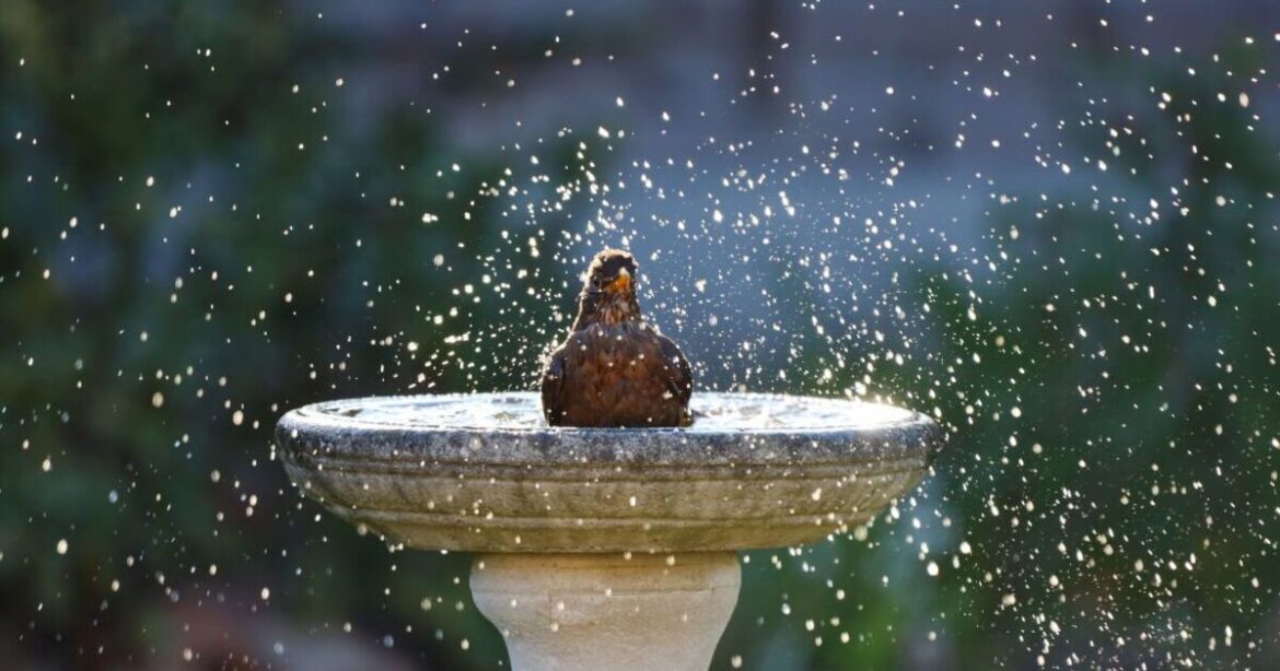 Gardeners urged to put a rock in their birdbaths this February Gardeners urged to put a rock in their birdbaths this February
