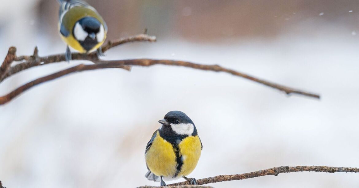 The 3 things every gardener needs to attract birds this winter The 3 things every gardener needs to attract birds this winter