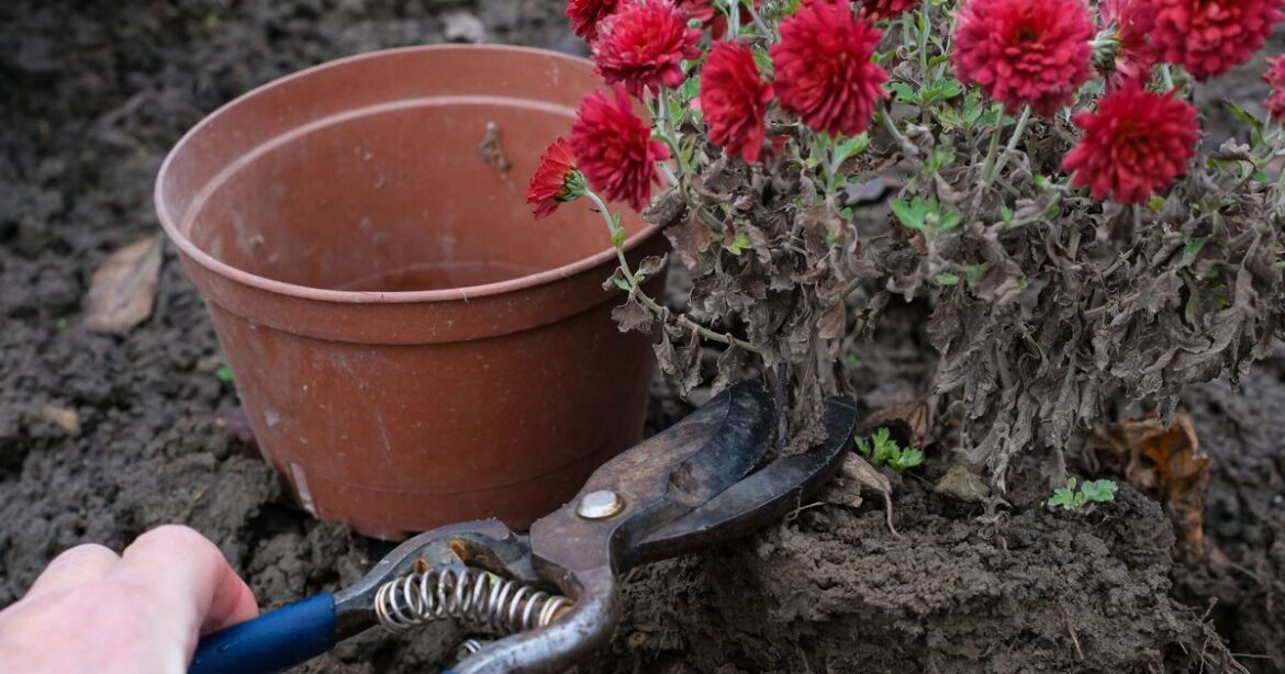 Garden plants to never prune in January or risk wiping out summer blooms