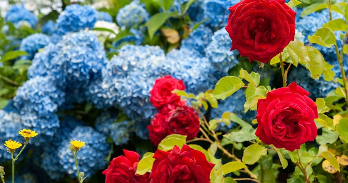 Monty Don’s January gardening job to protect hydrangeas and roses Monty Don’s January gardening job to protect hydrangeas and roses