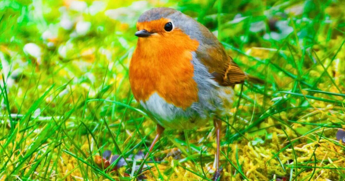 Gardeners are being asked to leave 1 natural item on their lawn to help robins