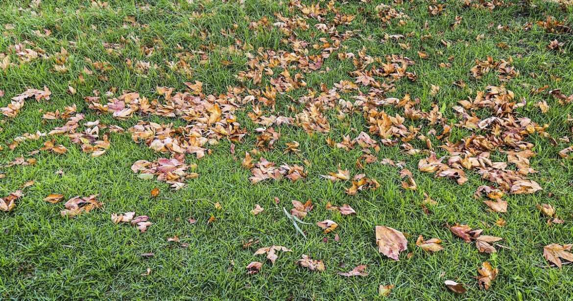 Gardening experts share what to do with lawns now – all said the same thing Gardening experts share what to do with lawns now – all said the same thing