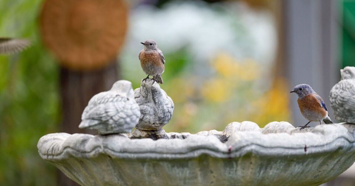 Anyone with a birdbath in garden urged to put one thing in it