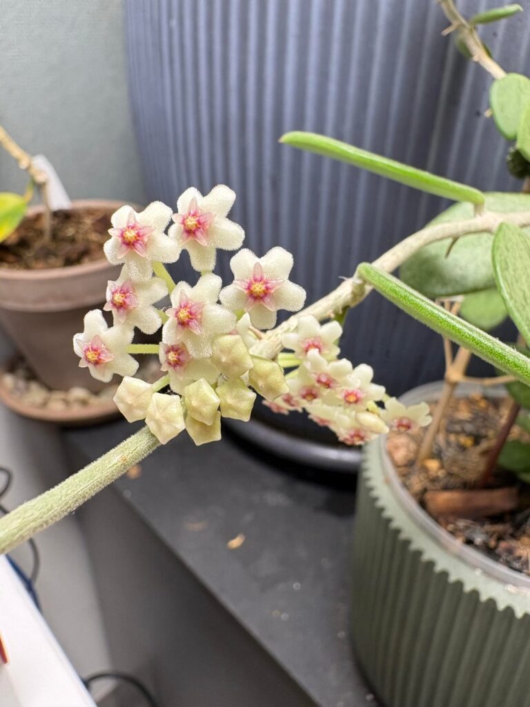 H. Nummulariodes blooming