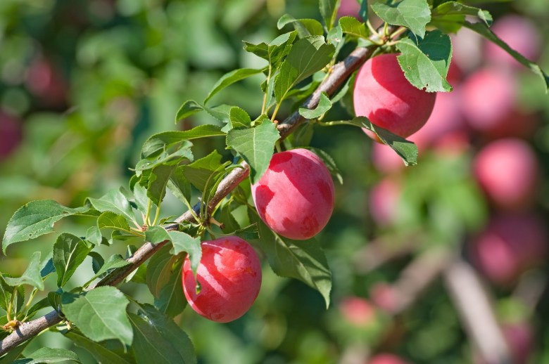 Gamble Garden will host a class on growing small fruit trees on July 21. The instructor, who oversees the Filoli estate's orchard, says fruit trees should be pruned in both summer and winter. Image courtesy of PhotoSpin.