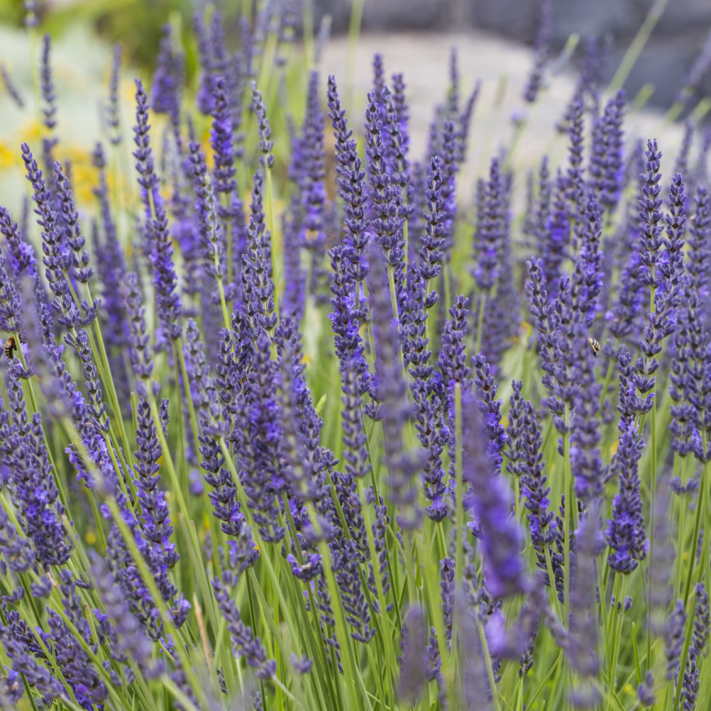 Lavender. Image courtesy of PhotoSpin.