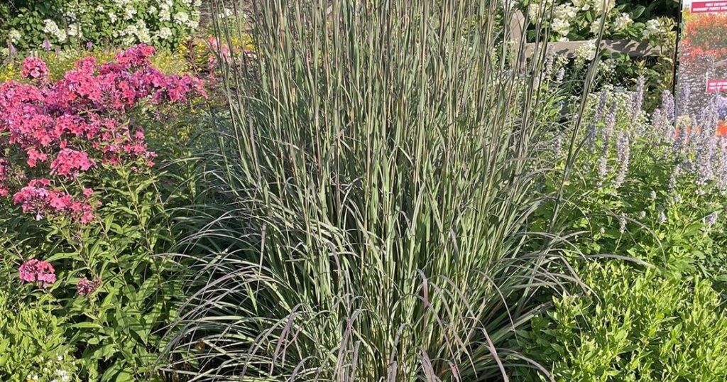 Time to select winning perennials for your 2026 garden | Features Time to select winning perennials for your 2026 garden | Features