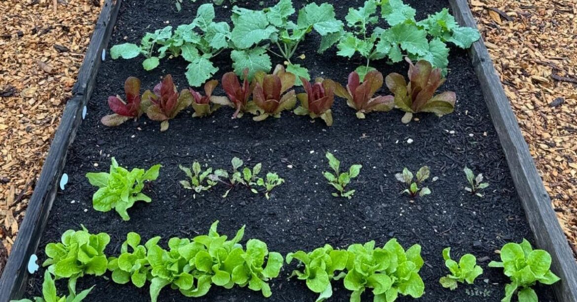 Lewes Community Garden opens 2026 bed rentals | News Lewes Community Garden opens 2026 bed rentals | News