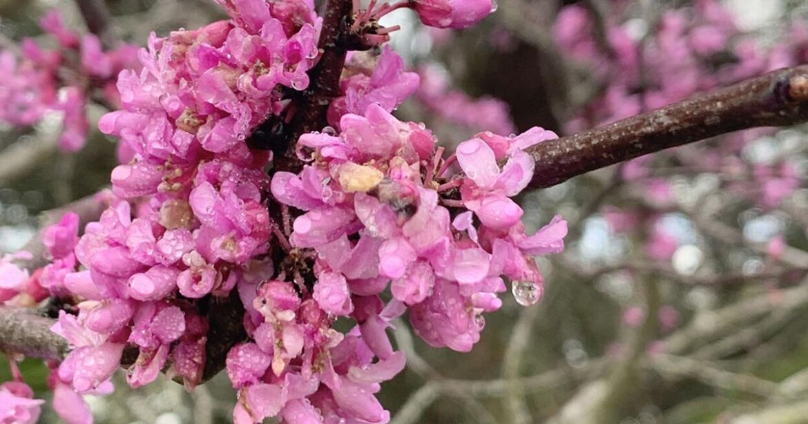 Taking a look at the Eastern Redbud, Texas Mountain Laurel and herb gardens | Beeville Bee-Picayune Taking a look at the Eastern Redbud, Texas Mountain Laurel and herb gardens | Beeville Bee-Picayune