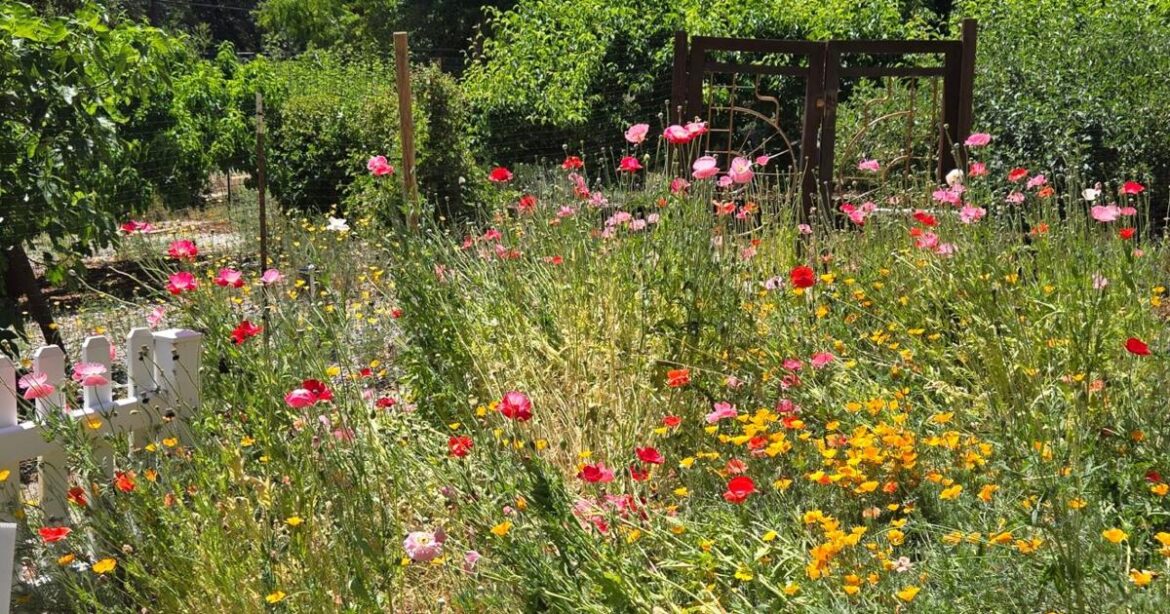 Ann Wright: Reflections for garden success | Lifestyles