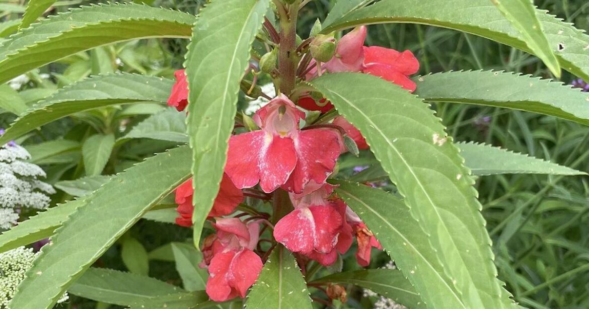 Impatiens are one of the most popular garden annuals | Kpcnews Impatiens are one of the most popular garden annuals | Kpcnews