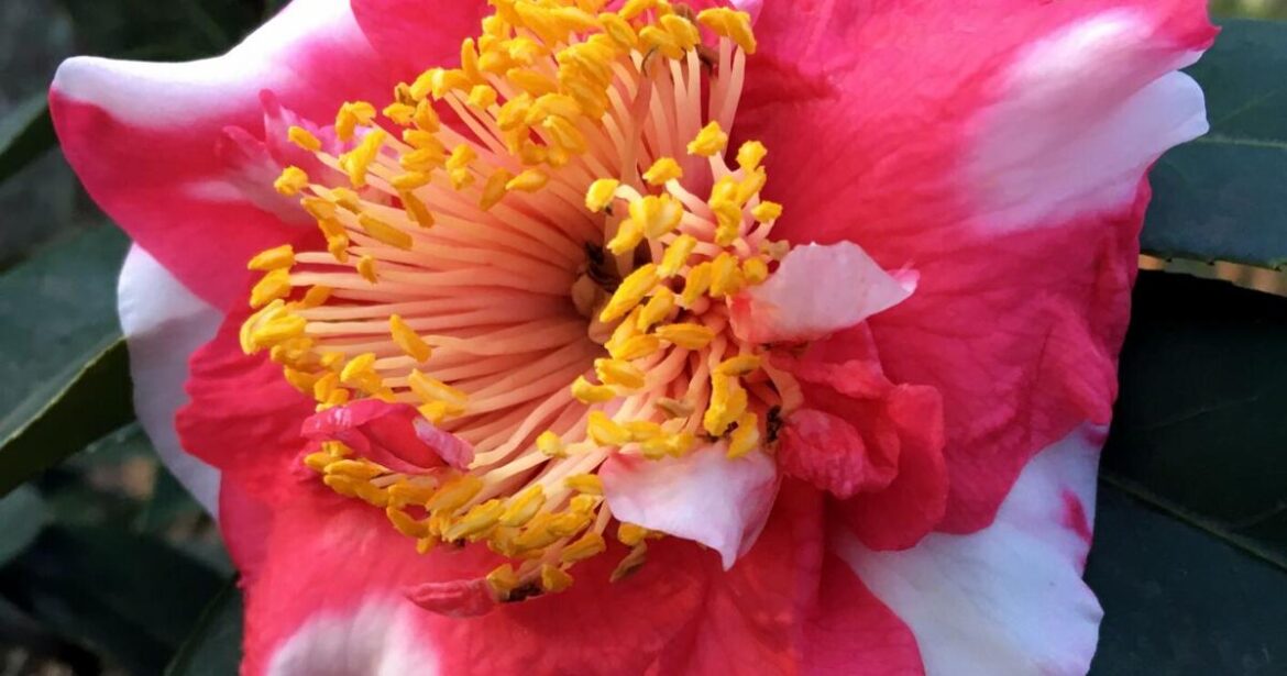 AIKEN MASTER GARDENERS: In the bleak midwinter AIKEN MASTER GARDENERS: In the bleak midwinter