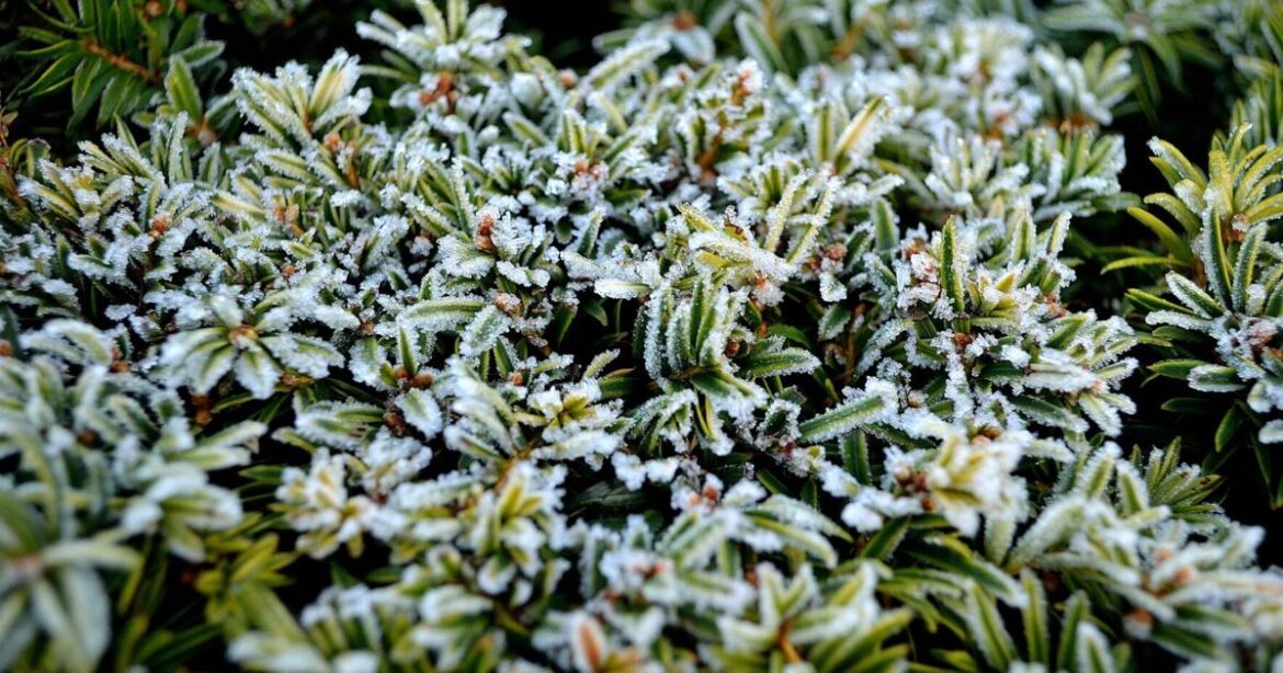 Joyce Block: Gardening through Texas weather whiplash | Farmandranch