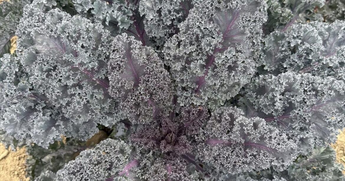 Include winning vegetables in this year's garden | Kpcnews