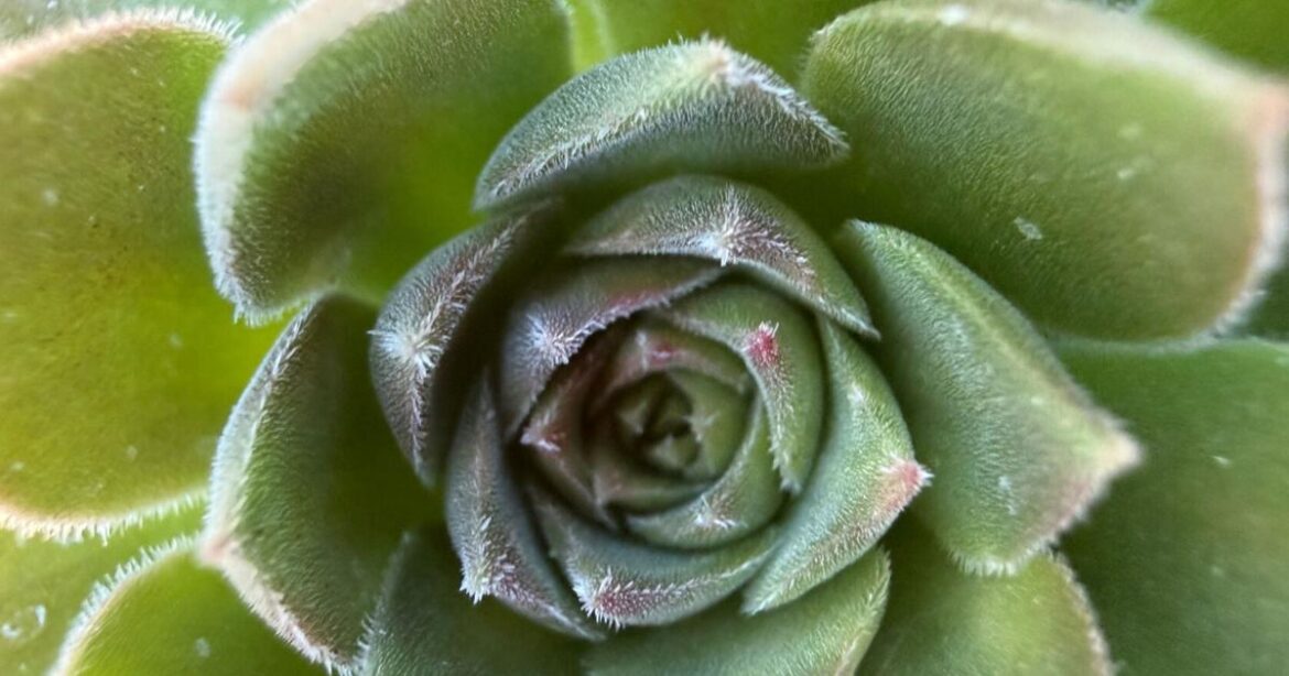 Bring the desert’s warmth indoors this winter with big, bold succulents |