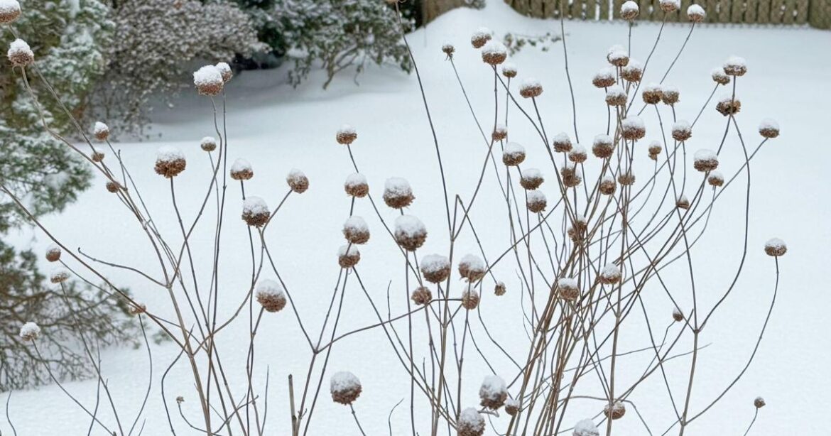 Gardening - Snow | National