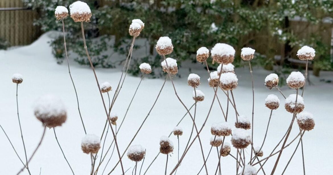 Snow protects your garden beds. Trees might need some help | National News