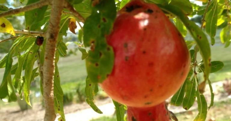 Master Gardeners offer free ‘Fruit Tree’ class on Feb. 7 | Community Master Gardeners offer free 'Fruit Tree' class on Feb. 7 | Community