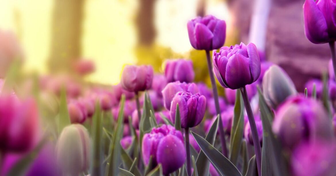 It's tulip time: what you need to know before planting | Johnette’s Garden Club