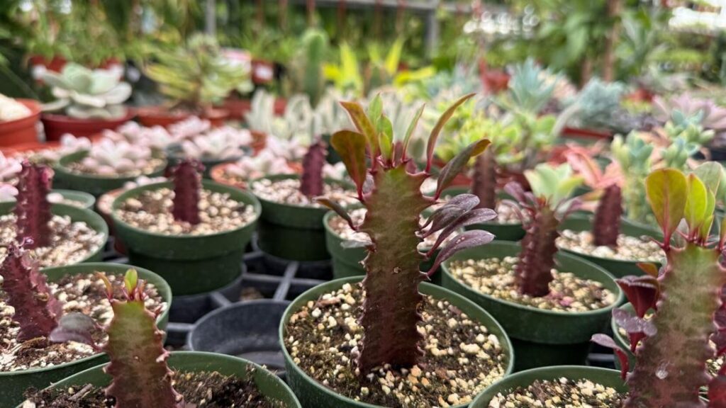 Tips for choosing big, bold indoor succulents Tips for choosing big, bold indoor succulents