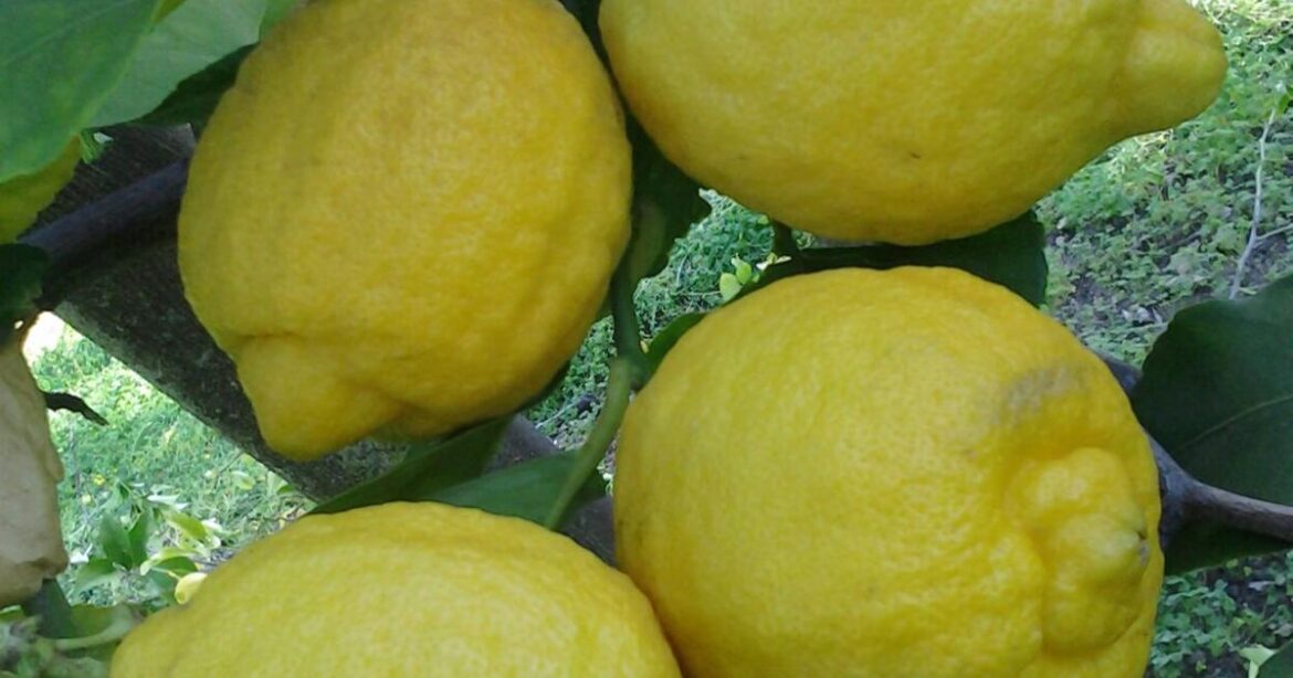 Citrus fruits ripen through winter | Tony Tomeo | Home & Garden