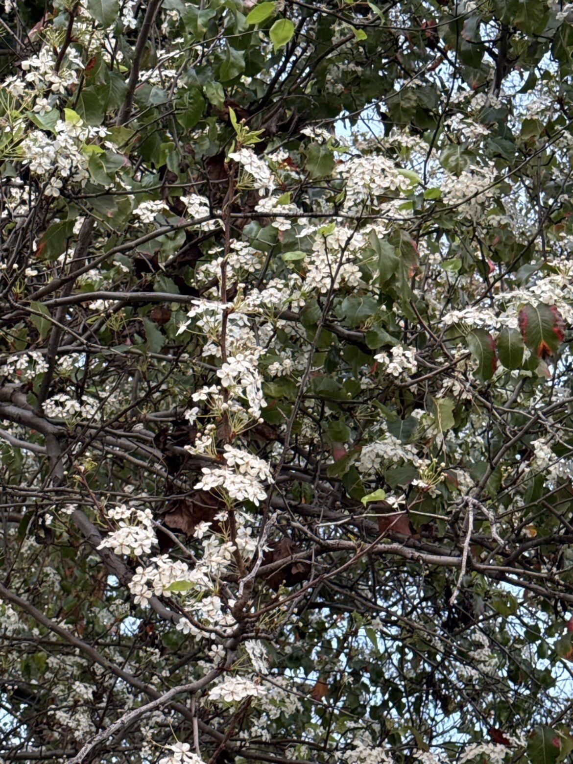 Callery Pear aka Bradford Pear