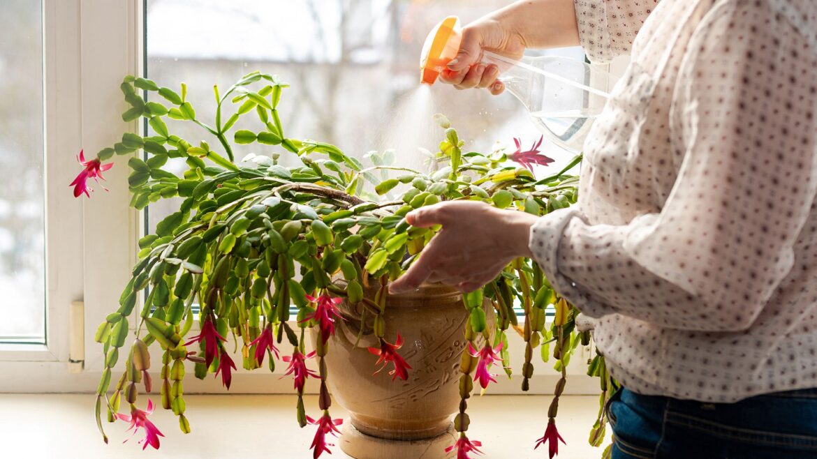 Your Christmas cactus can bloom again this year — here's the January care it needs