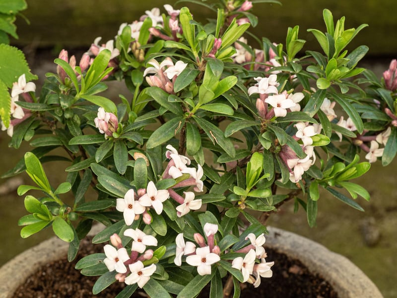 Daphnes look good in containers