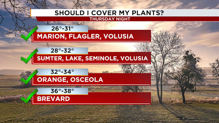 Should you cover your plants against the cold? How a Florida freeze will affect your garden Should you cover your plants against the cold? How a Florida freeze will affect your garden
