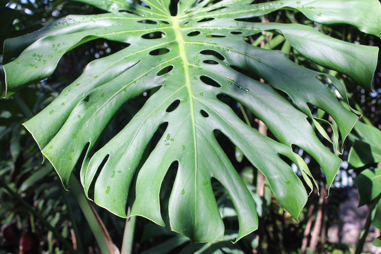 Plant collecting on the increase