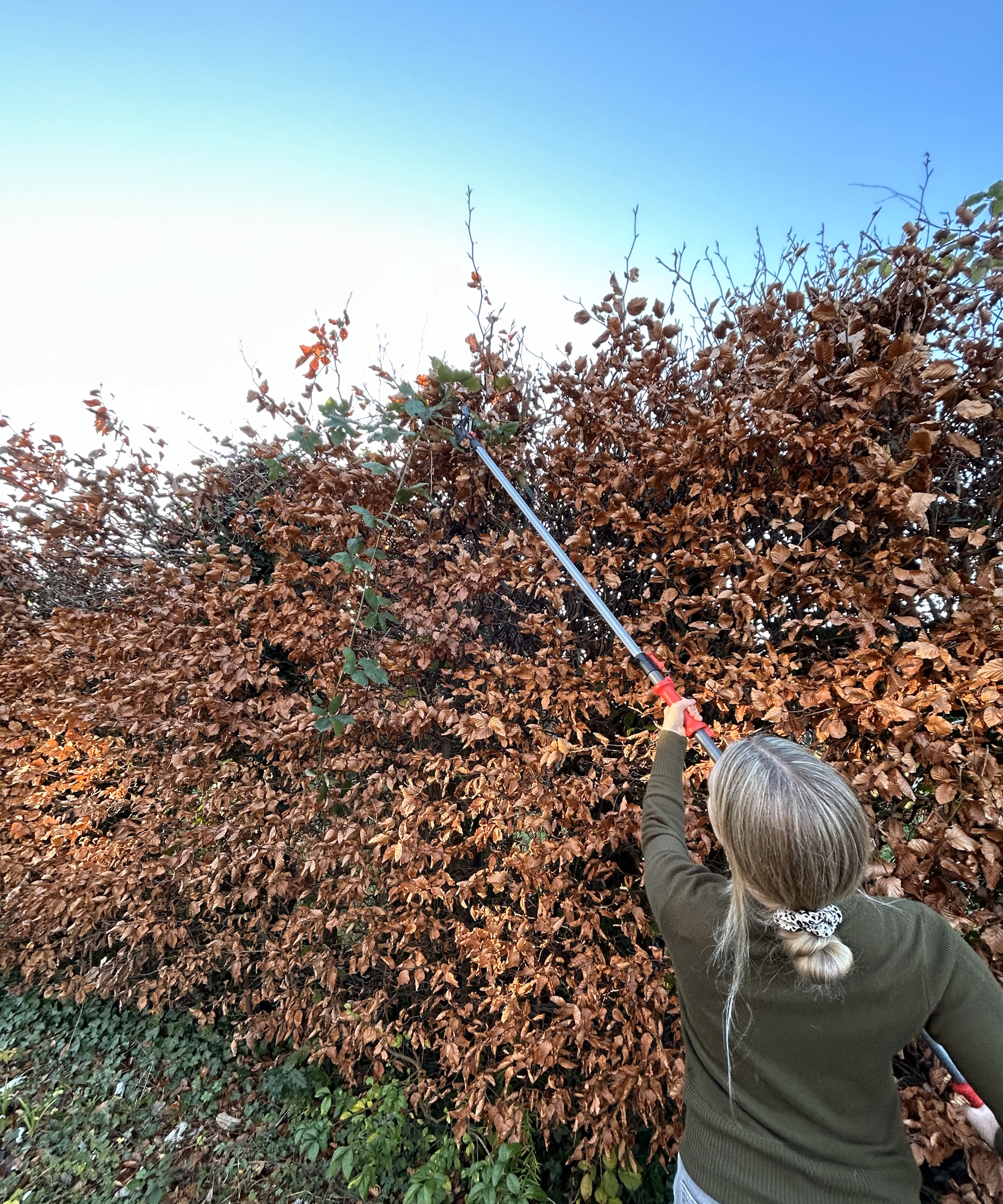 Woman pruning top of high beech hedge with Felco 290 pruner
