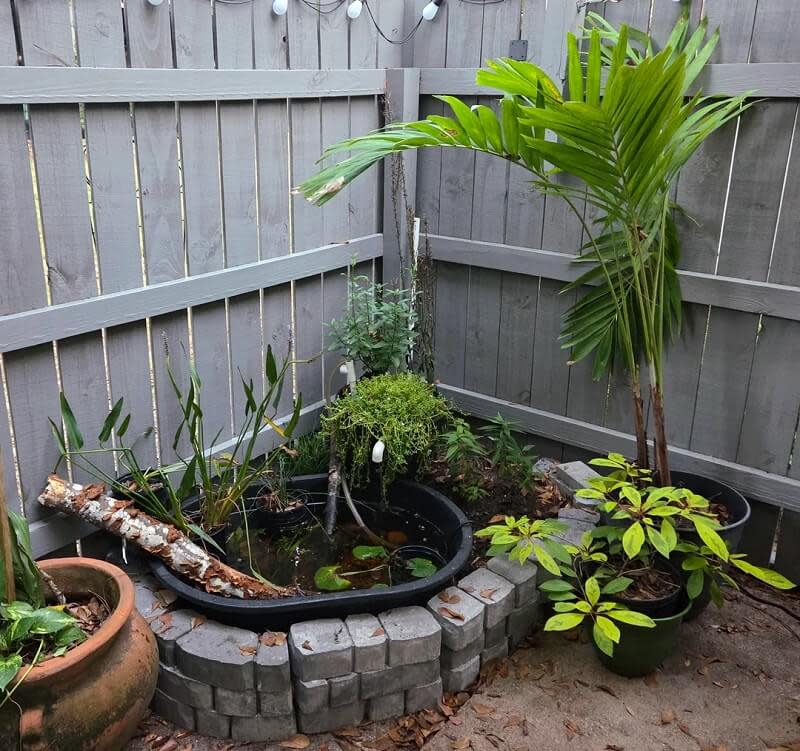 On the subreddit r/NativePlantGardening, a Redditor shared before-and-after photos of their native pond garden after just one month.