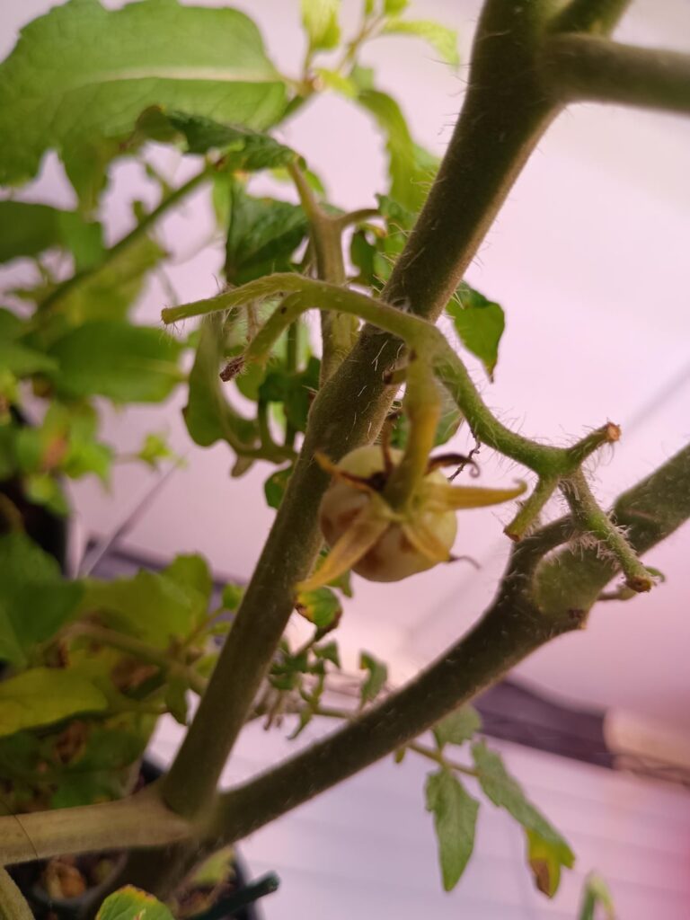 Brown or black spots on tomatoes and on leaves. Should I get rid of the plant? Brown or black spots on tomatoes and on leaves. Should I get rid of the plant?