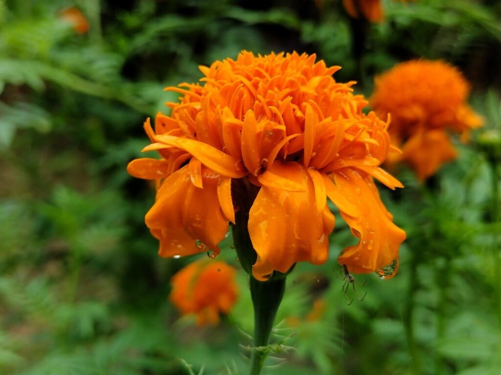 Beautiful flower