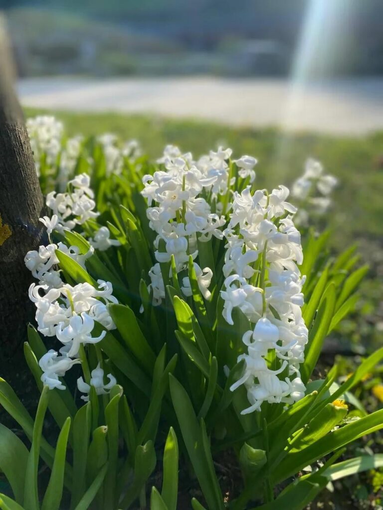 Which flower is more eye-catching?