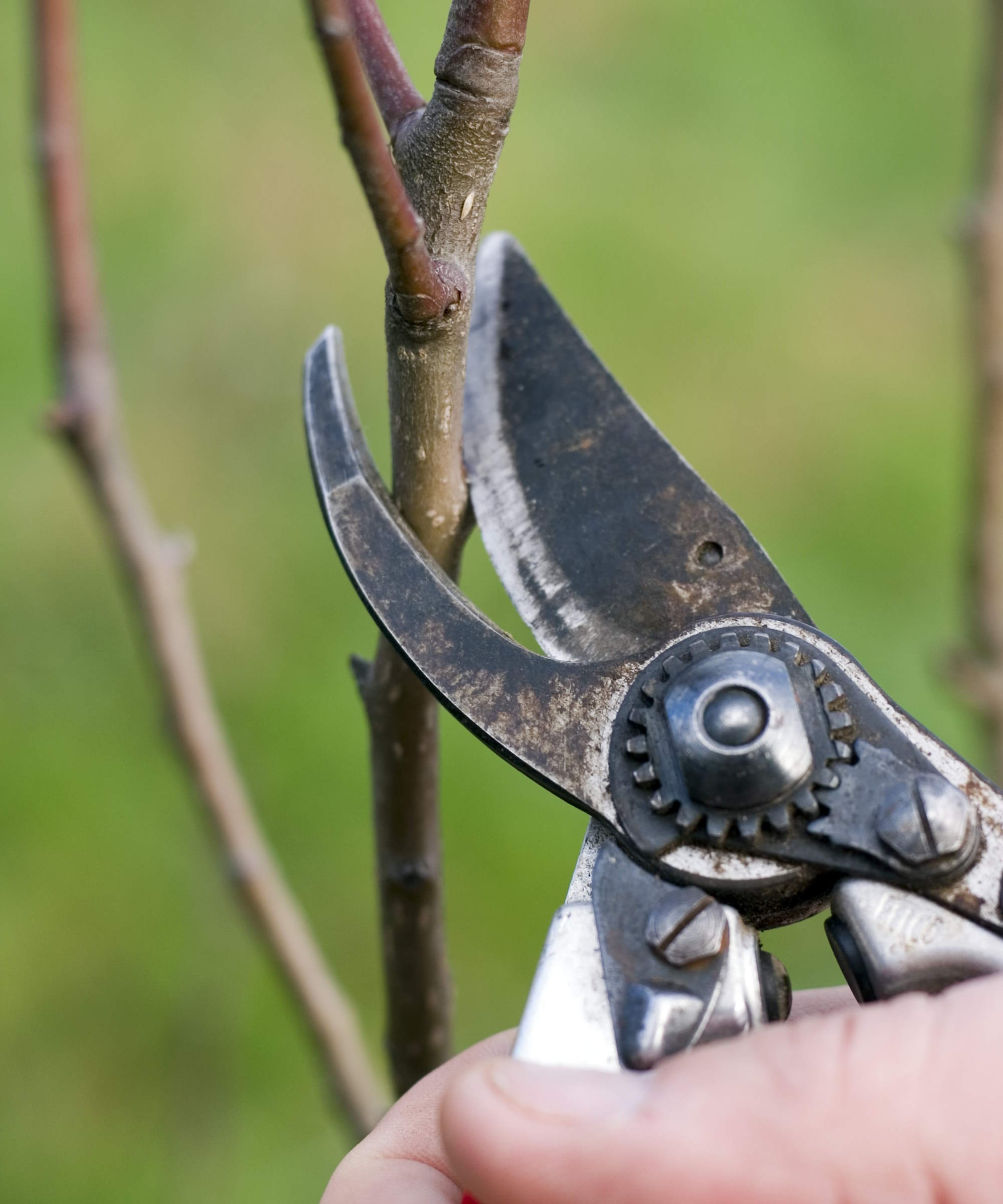 Pruning an apple tree in winter