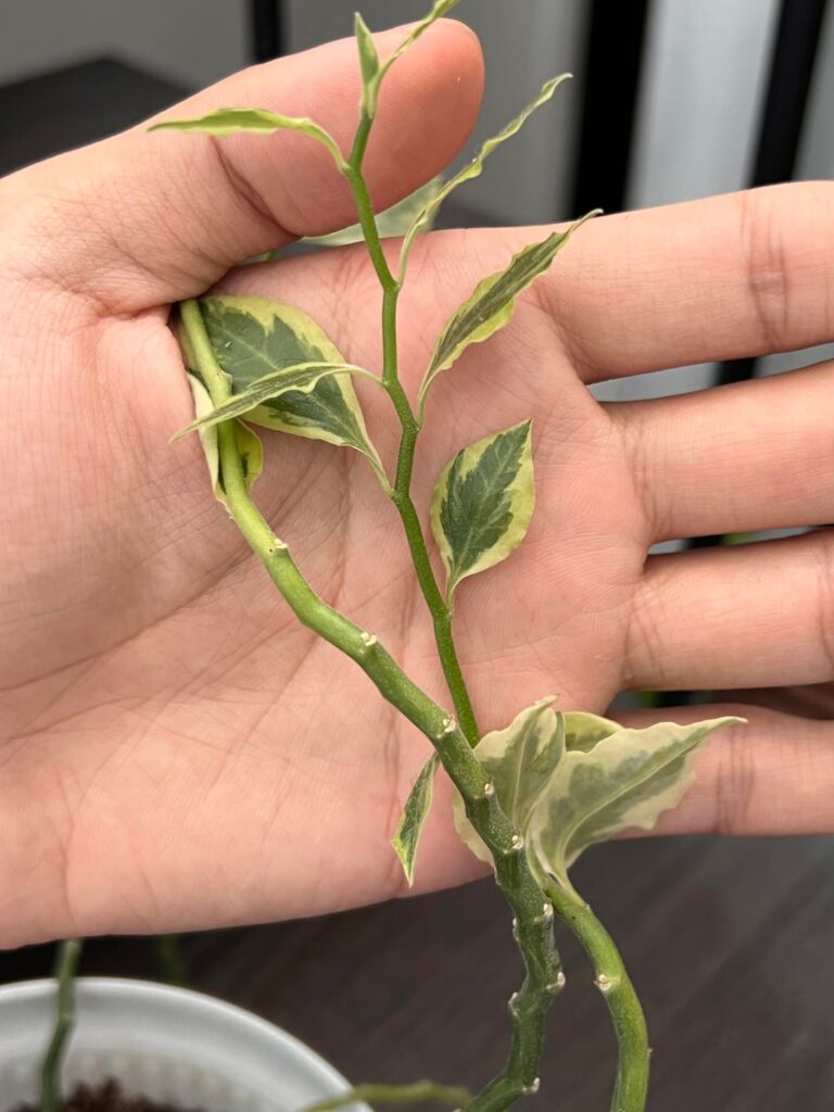PLANT ID HELP