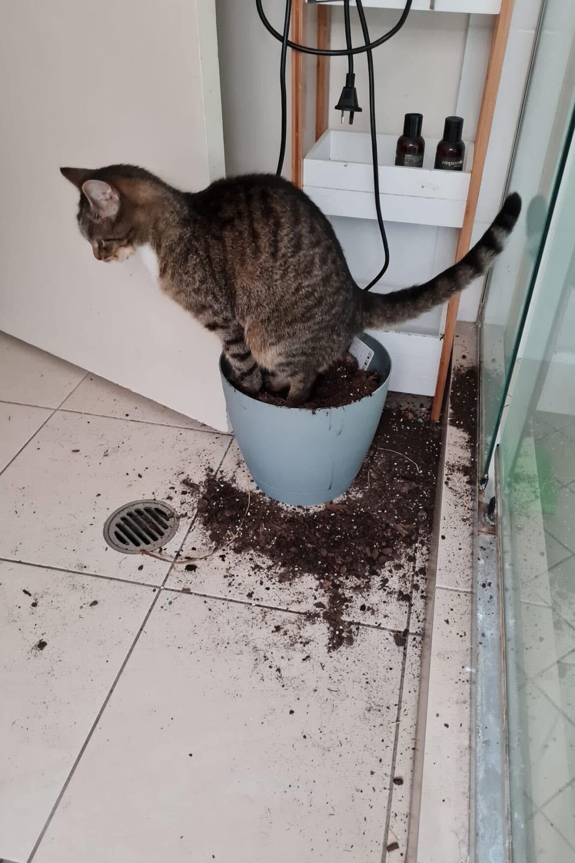 Can anyone identify this plant, please?