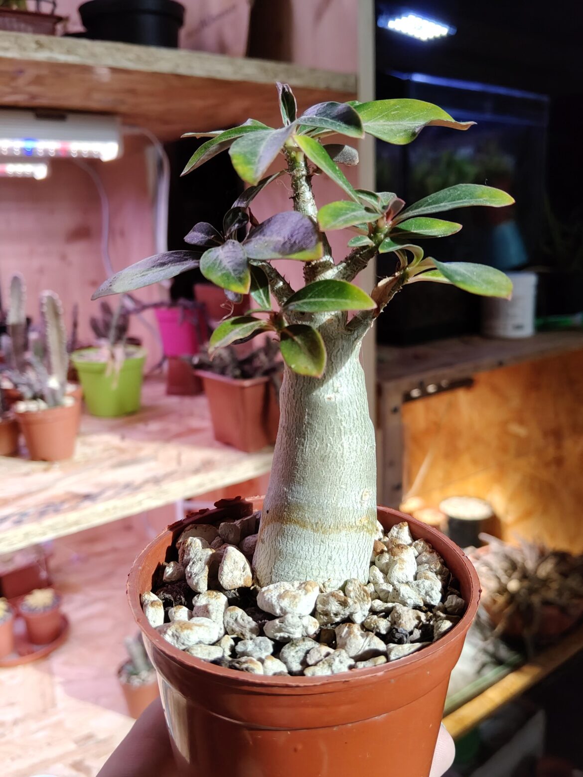 My chonkiest Adenium obesum seedling