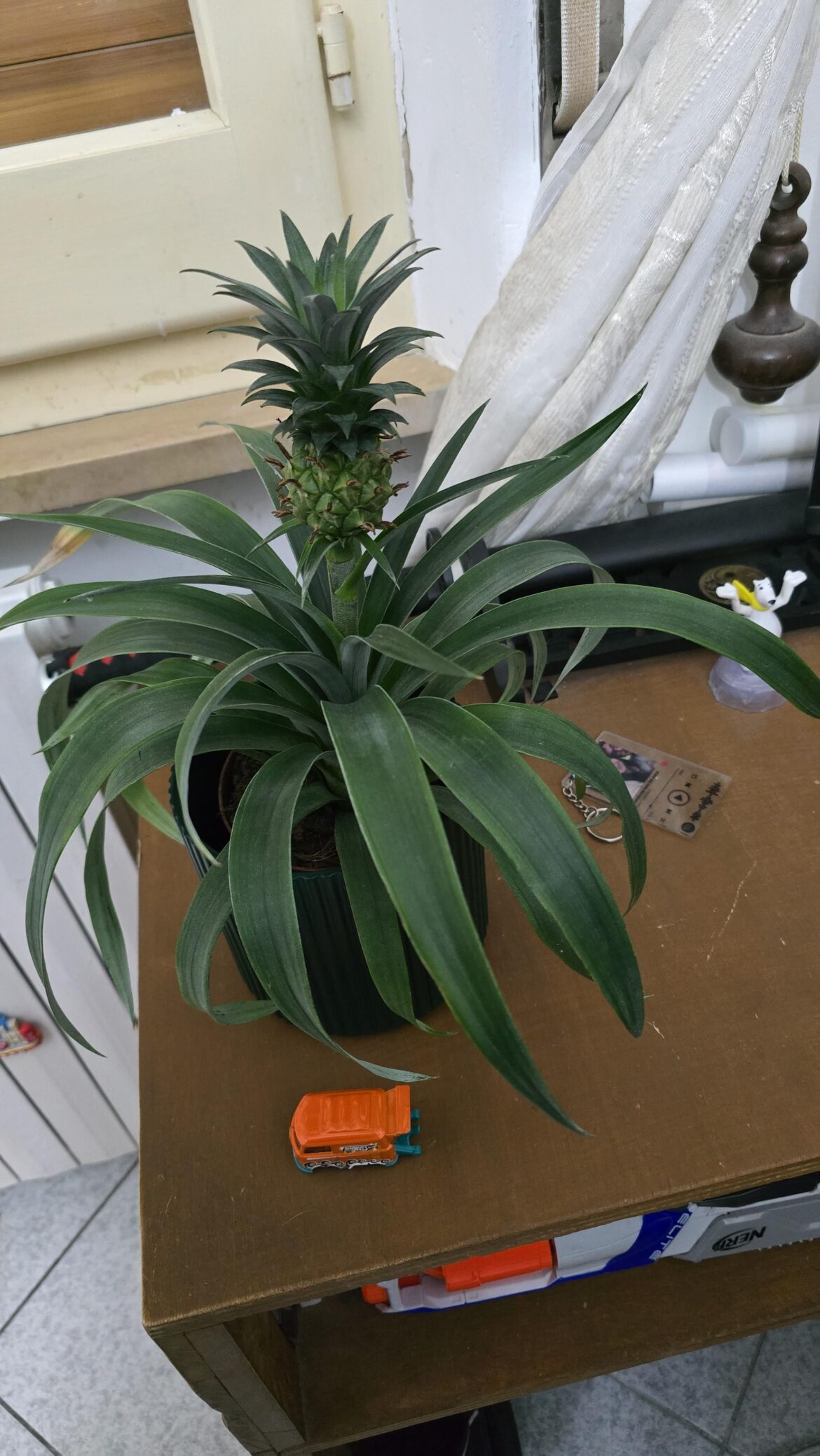 Pineapple 🍍